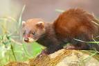 EpicFacez - Weasel