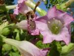 (<b>Solanaceae</b>) flower.JPG