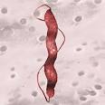 Campylobacter jejuni | Flickr - Photo Sharing!