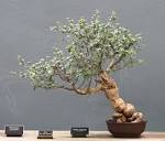File:<b>Bursera</b> fagaroides bonsai