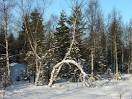 Swinger of Birches