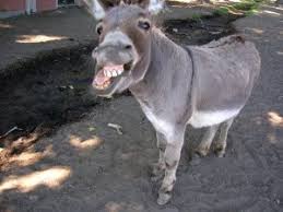 http://t3.gstatic.com/images?q=tbn:ANd9GcTtFOsBzogqP-aIwxBpfbM2JCqUMTlWHj2ei8oltWtqEHPOFTA&t=1&usg=__EbXmB8QkYAF4XEgbwiBdIkk2AZw=