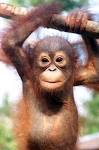 Encyclopaedia of Babies of Beautiful Wild Animals: Baby Orangutan ...