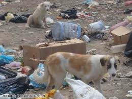 external image images?q=tbn:ANd9GcTtYjV3236l4LlyvSOOaFP18OKABSndaKd710L2JEXuCIrhGRorqw