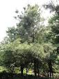 Chinese White Pine - Wikipedia, the free encyclopedia