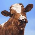 Brown Cow (