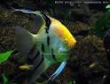 Angelfish Care, Diet And Breeding With Forums