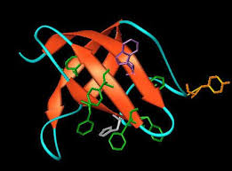 protein formation