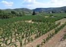 Wine Tasting, Vineyards, in France: Correns (Provence), 100% Organic