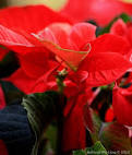 Behind the Lens: Merry Christmas Eve