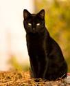 Black Cats: Unlucky for Some « Beachcombing's Bizarre History Blog