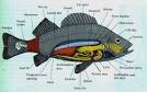 PELAGIC COMMUNITIES