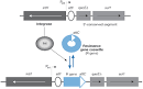 Microbes have the last word : Figure 3 : EMBO reports