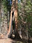 File:<b>Sequoiadendron</b> giganteum