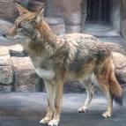 Familia:Canidae Genus: - via Daymix