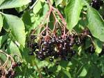 <b>Sambucus nigra</b>