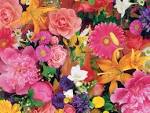 Flowers Field | FLOWER