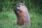 Ground Hog