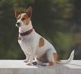 Jack Russell Terrier Information and Pictures, Jack Russell Terriers