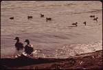 File:ADULT AND BABY MALLARD DUCKS ON JUANITA BAY, LAKE WASHINGTON