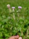 <b>Cirsium</b> arvense plant
