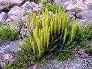 <b>Lycopodiaceae</b>: Clubmoss Family