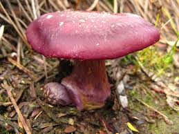 external image images?q=tbn:ANd9GcTvAmKUhVj4bWFEY6rAeauGoHsjc43wmkUFbPdRNxA7tey4JE-H