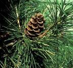 There are the <b>Gymnosperm</b>,