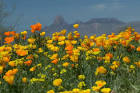 Mexican poppies and mountains - via Daymix