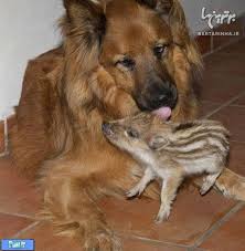 Bildergebnis für ‫سگ واقی وکربه واقی‬‎