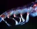 File:Pleopods euphausia superba.jpg - Wikipedia, the free encyclopedia