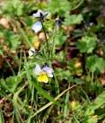 used in the treatment of epilepsy, asthma and numerous other complaints. - via Daymix