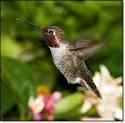 Jing-reed's Musings from Thailand: Birds