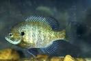 bluegill
