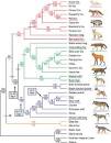 Canidae Family Tree - Evidence for the Evolutionary Model
