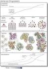 Complexity Rising: From Human Beings to Human Civilization, a ...