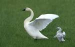 Beautiful Swans - Beautiful Birds Wallpaper