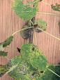 220px-Populus_tremula_bud,_ ...