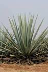 Blue Agave Photo Gallery - Digital Images - Page Two