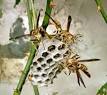 Paper Wasp: pictures, information, classification and more