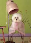 New York School Of Dog Grooming, New York Dog Grooming School