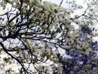 Dogwood tree in bloom public - via Daymix
