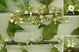 Plant sexuality - Wikipedia, the free encyclopedia