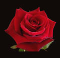 Red & Bicolor Red Roses