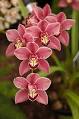 Cymbidium - Wikipedia, the free encyclopedia