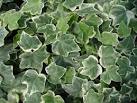 <b>Hedera</b> helix annemarie