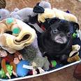The Best Types of Toys for Your Dog