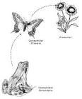 Ejemplo de una <b>cadena</b> trófica