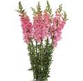 Pink Snapdragon Flower