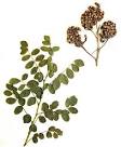 <b>Glycyrrhiza uralensis</b> Fisher